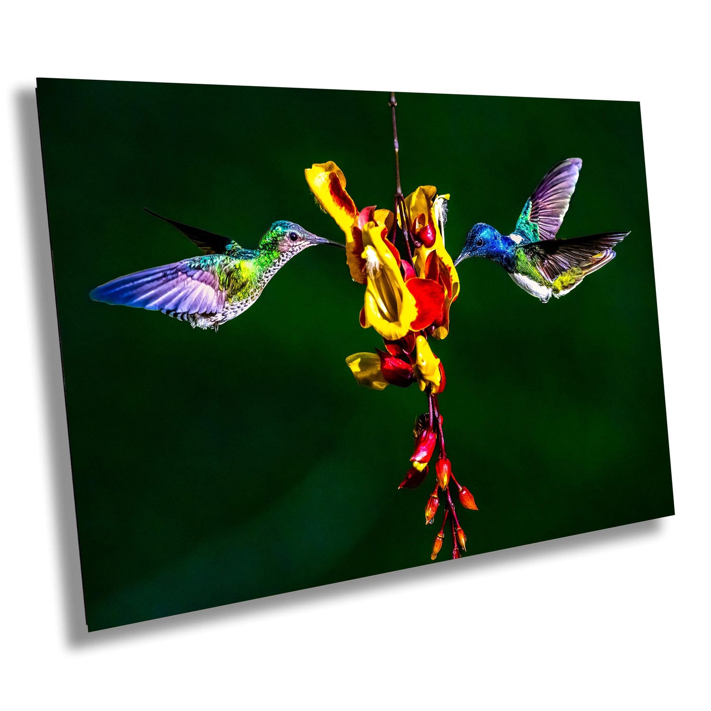 Hummingbird photo, exotic bird art, vibrant nature print, tropical wildlife art, bird wall decor, rare bird photography, painterly bird print, hi-key art style, bird feeding photo, hummingbird artwork, tropical art print, wildlife photography