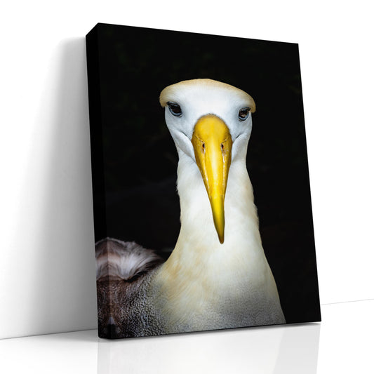 albatross photo, wildlife photography print, nature wall art, bird art decor, fine art wildlife, albatross portrait, bird lovers gift, nature photography print, galapagos wildlife, travel photography, large bird print, nature art, coastal wall decor
