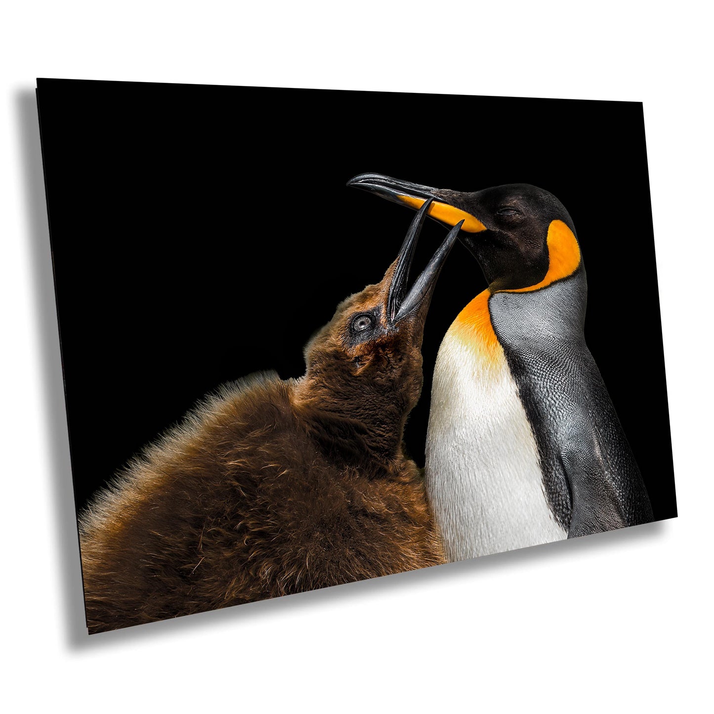 penguin photography, king penguin photo, wildlife art print, penguin mother chick, antarctica fine art, falkland island print, wildlife wall decor, penguin beak touch, ocean wildlife print, black and white bird, wildlife mother love, penguin transformation, bird lover art