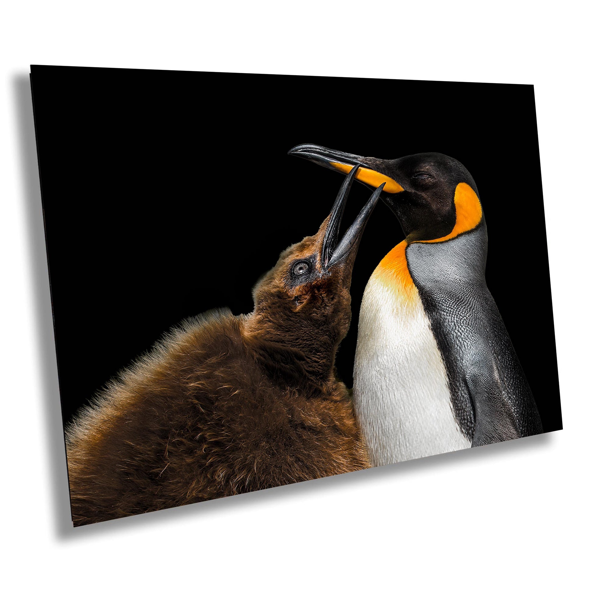 penguin photography, king penguin photo, wildlife art print, penguin mother chick, antarctica fine art, falkland island print, wildlife wall decor, penguin beak touch, ocean wildlife print, black and white bird, wildlife mother love, penguin transformation, bird lover art