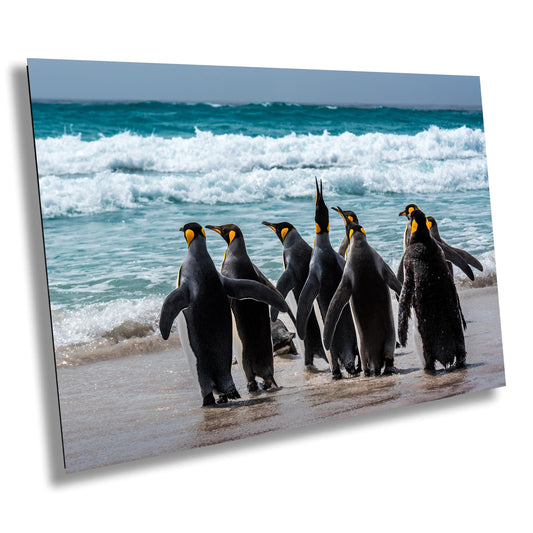 king penguin print, penguins in ocean, wildlife photography art, antarctic wall art, penguin lover gift, ocean wildlife print, beach penguins photo, falklands photography, seabird wall art, wildlife nature decor, black and white birds, penguins in waves, antarctica poster