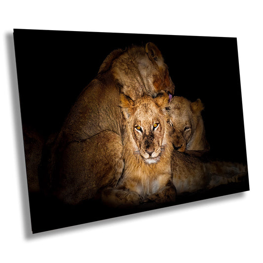 ion night photography, lion pride photo, African wildlife print, safari wall art, big cat photography, lion portrait print, wild animal decor, lion family photo, night safari photography, lion bonding picture, African predator art, stunning lion print, jungle night photo