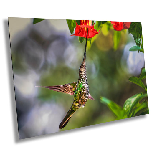 Hummingbird art, wildlife photography, exotic bird print, hummingbird decor, nature wall art, tropical bird photo, bird art, fine art print, Colombian wildlife, sword-billed hummingbird, nature photography print, bird lover gift, wildlife wall art