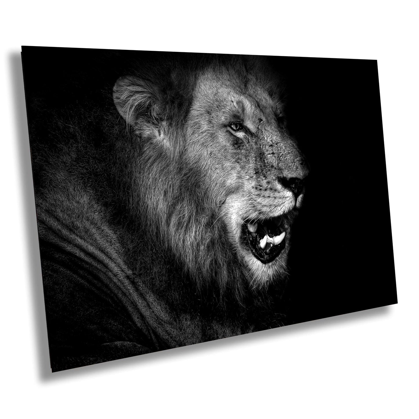 African Lion Canvas Print, Travel Print, Black and White, Safari Print, Wall Art, Big Five, Nature, Wild Animals, South Africa
