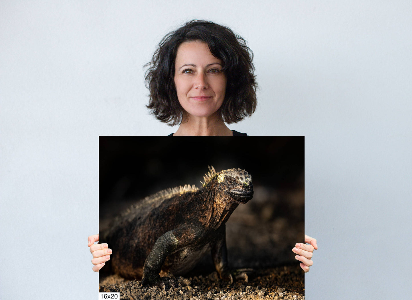 Galapagos Iguana Canvas Print, Galapagos Islands, Iguana Photography, Canvas Print, Canvas Wall Art, Galapagos Photography