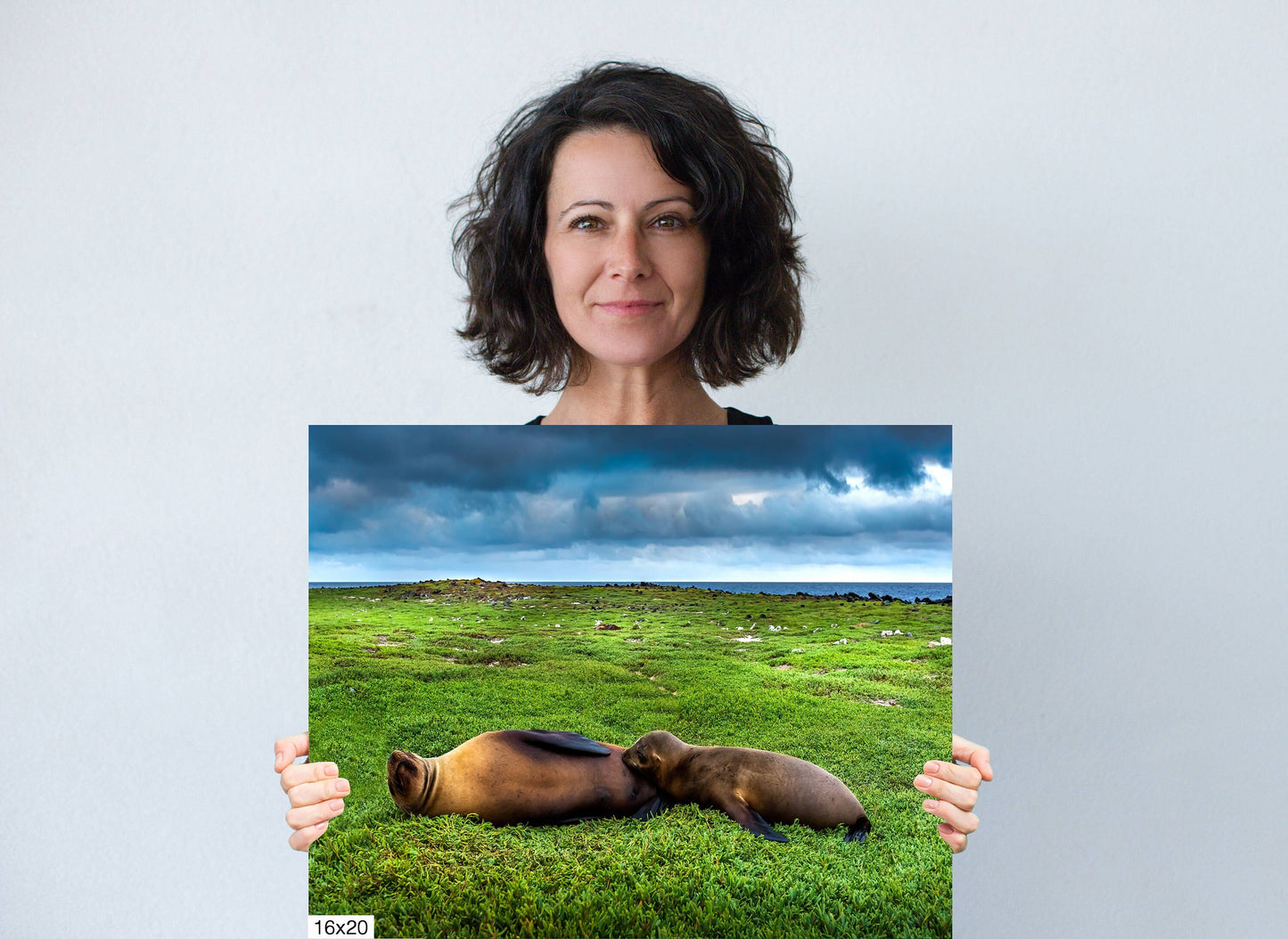 Galapagos Fur Seal Canvas Print, Galapagos Islands, Seal Photography, Canvas Print, Canvas Wall Art, Galapagos Photography