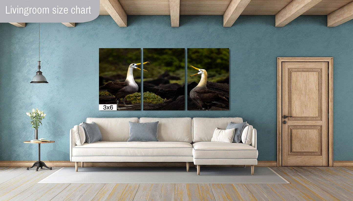 Galapagos Albatross Canvas Print, Two Albatross, Galapagos Islands, Canvas Print, Canvas Wall Art, Galapagos Photography