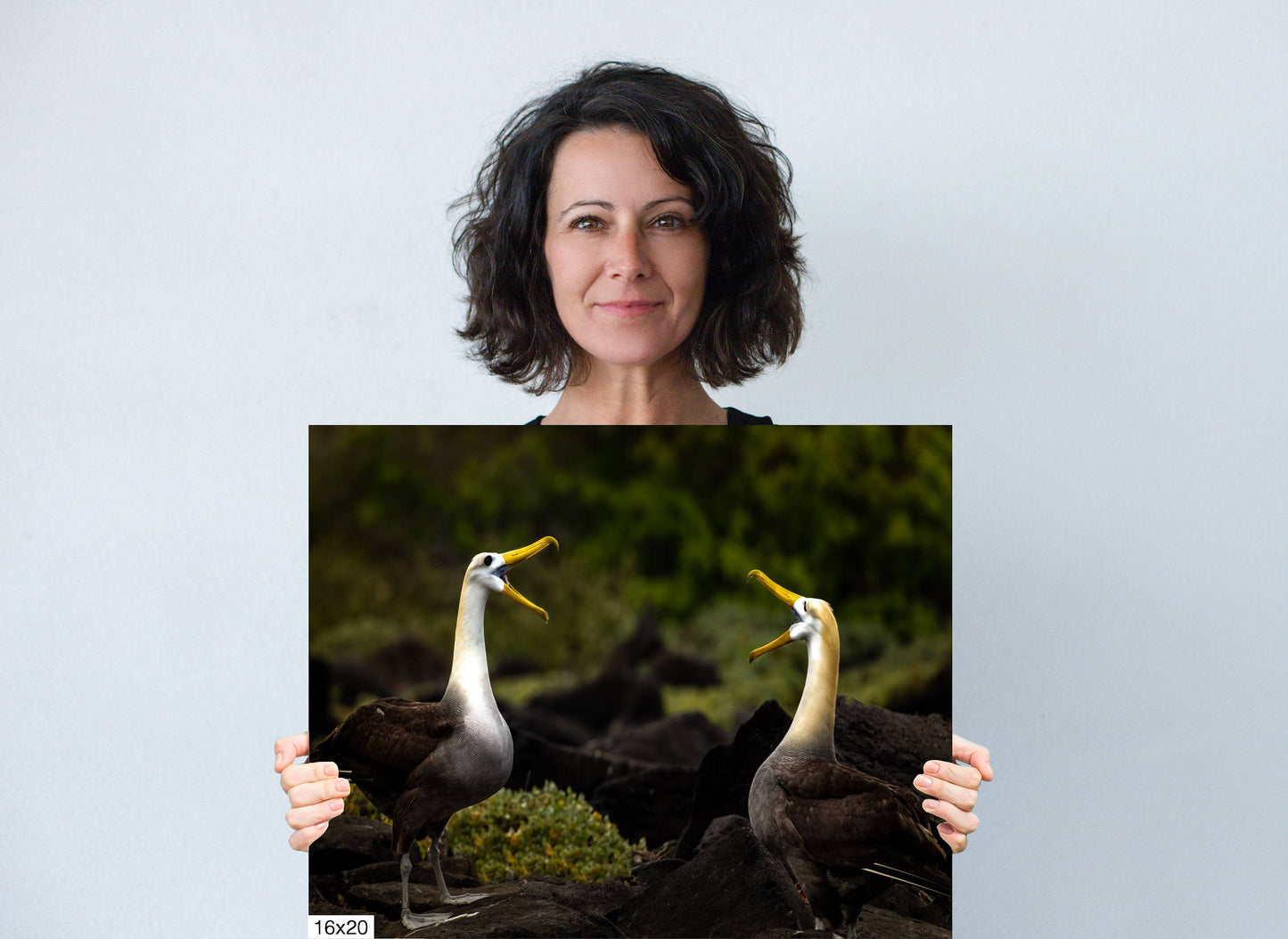 Galapagos Albatross Canvas Print, Two Albatross, Galapagos Islands, Canvas Print, Canvas Wall Art, Galapagos Photography