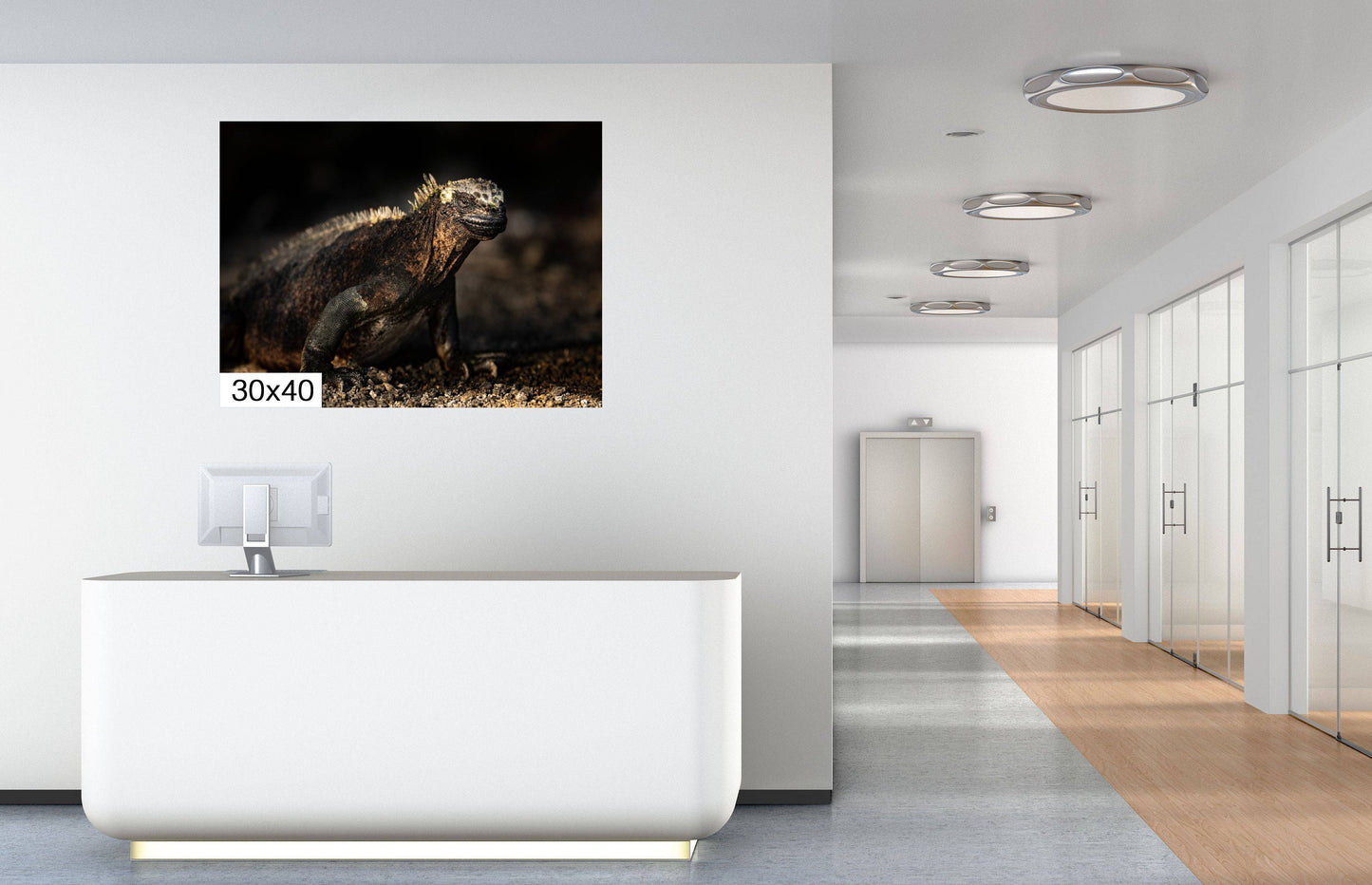 Galapagos Iguana Canvas Print, Galapagos Islands, Iguana Photography, Canvas Print, Canvas Wall Art, Galapagos Photography