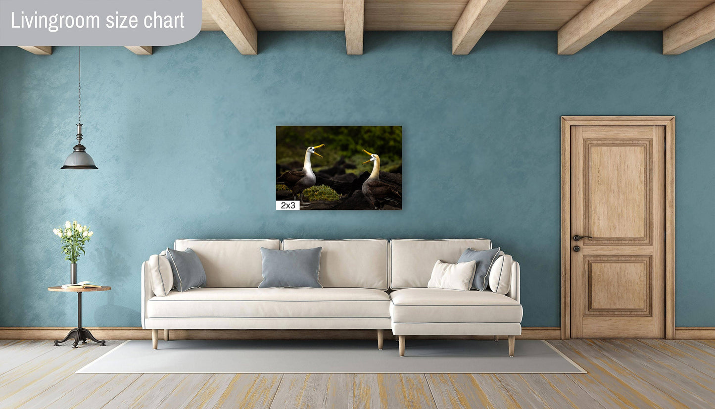 Galapagos Albatross Canvas Print, Two Albatross, Galapagos Islands, Canvas Print, Canvas Wall Art, Galapagos Photography