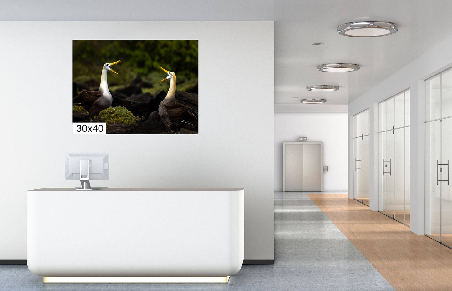 Galapagos Albatross Canvas Print, Two Albatross, Galapagos Islands, Canvas Print, Canvas Wall Art, Galapagos Photography