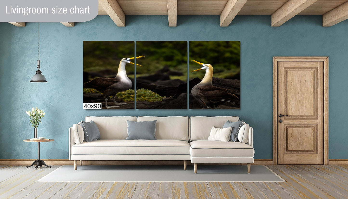 Galapagos Albatross Canvas Print, Two Albatross, Galapagos Islands, Canvas Print, Canvas Wall Art, Galapagos Photography