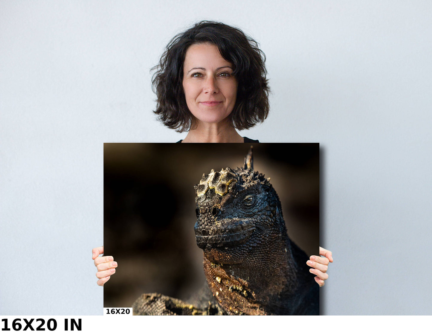 Marine Iguana Canvas Print, Galapagos Islands, Iguana Photography, Canvas Print, Canvas Wall Art, Galapagos Photography, Lizard, Creature