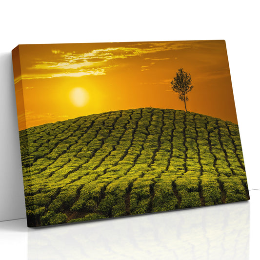 Tea Fields Canvas Art at sunset, India tea plantation, Green Fields, Golden Sunset, Fine Art Print, Gift, Travel Photography, India Souvenir