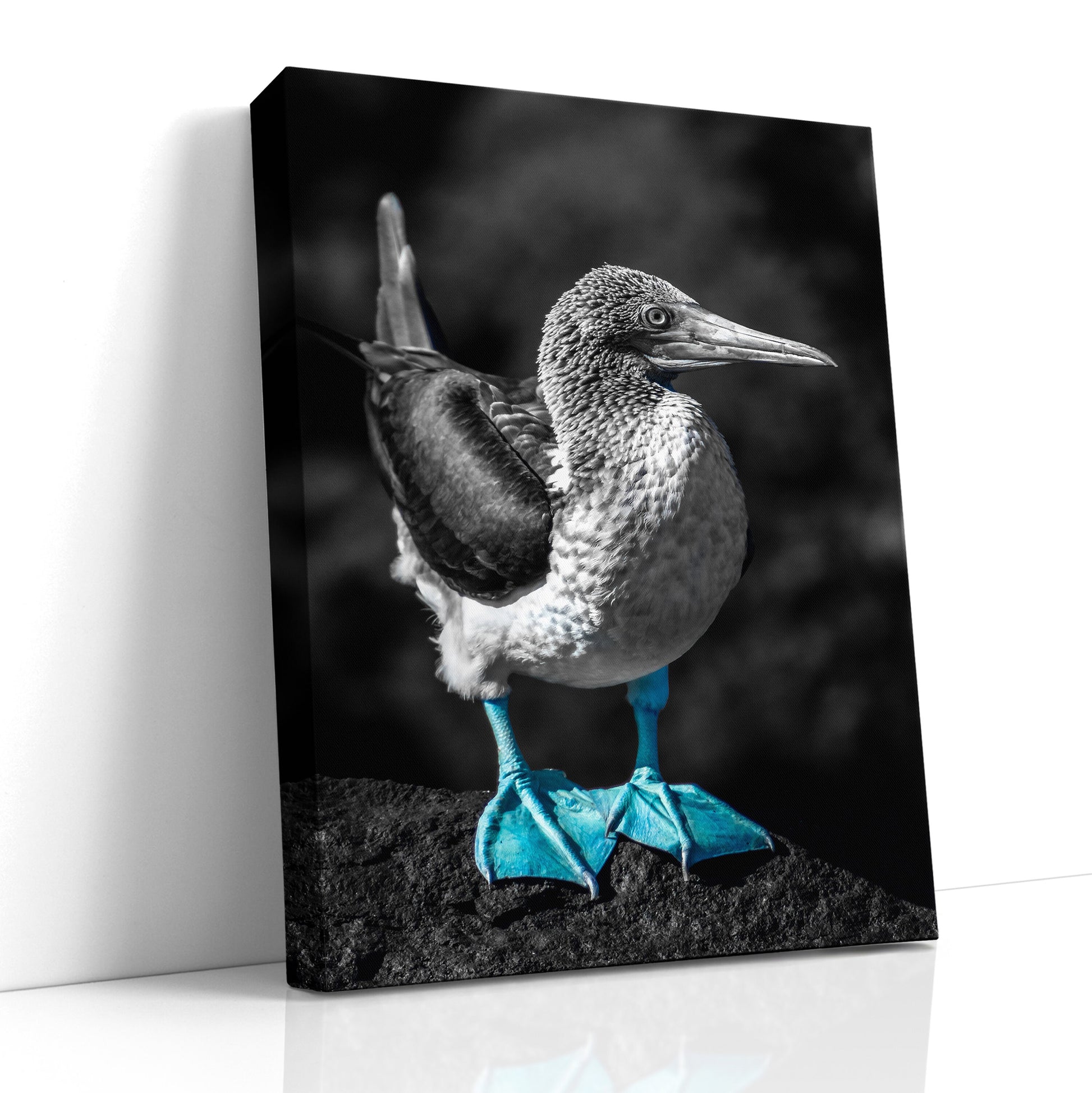 Blue Footed Booby Print, Galapagos Islands, Bird Photography, Canvas Print, Wall Art, Galapagos Photography, Nature photograph Vertical