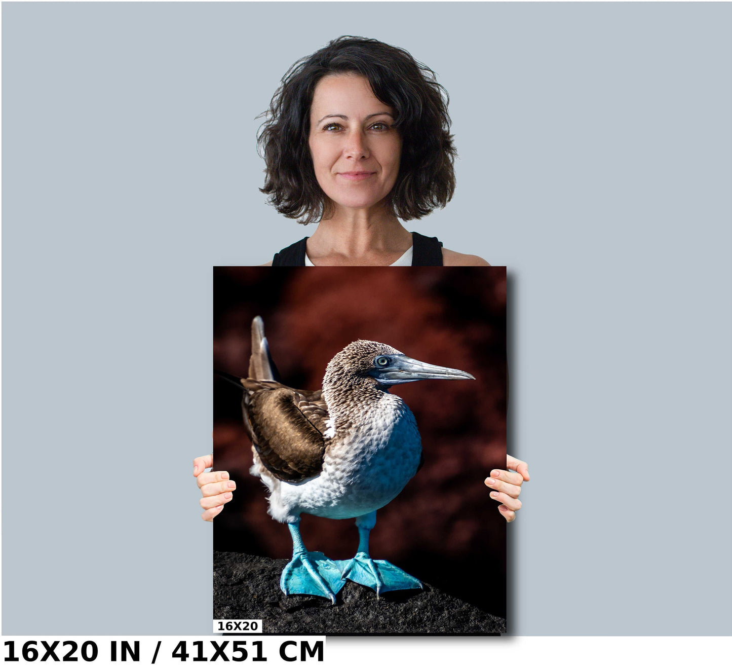 Blue Footed Booby Photo, Galapagos Islands, Nature Photography, Wildlife Art, Bird Photo, Rare Birds, Unique Bird Print