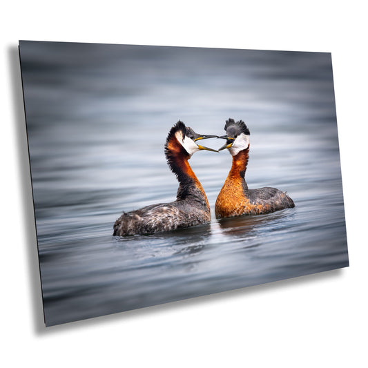 bird photography, wildlife photography, nature photography, grebe photo, mating birds, love birds, heart shape birds, Humber Bay, bird lovers, bird art print, Toronto wildlife, nature lovers, avian beauty