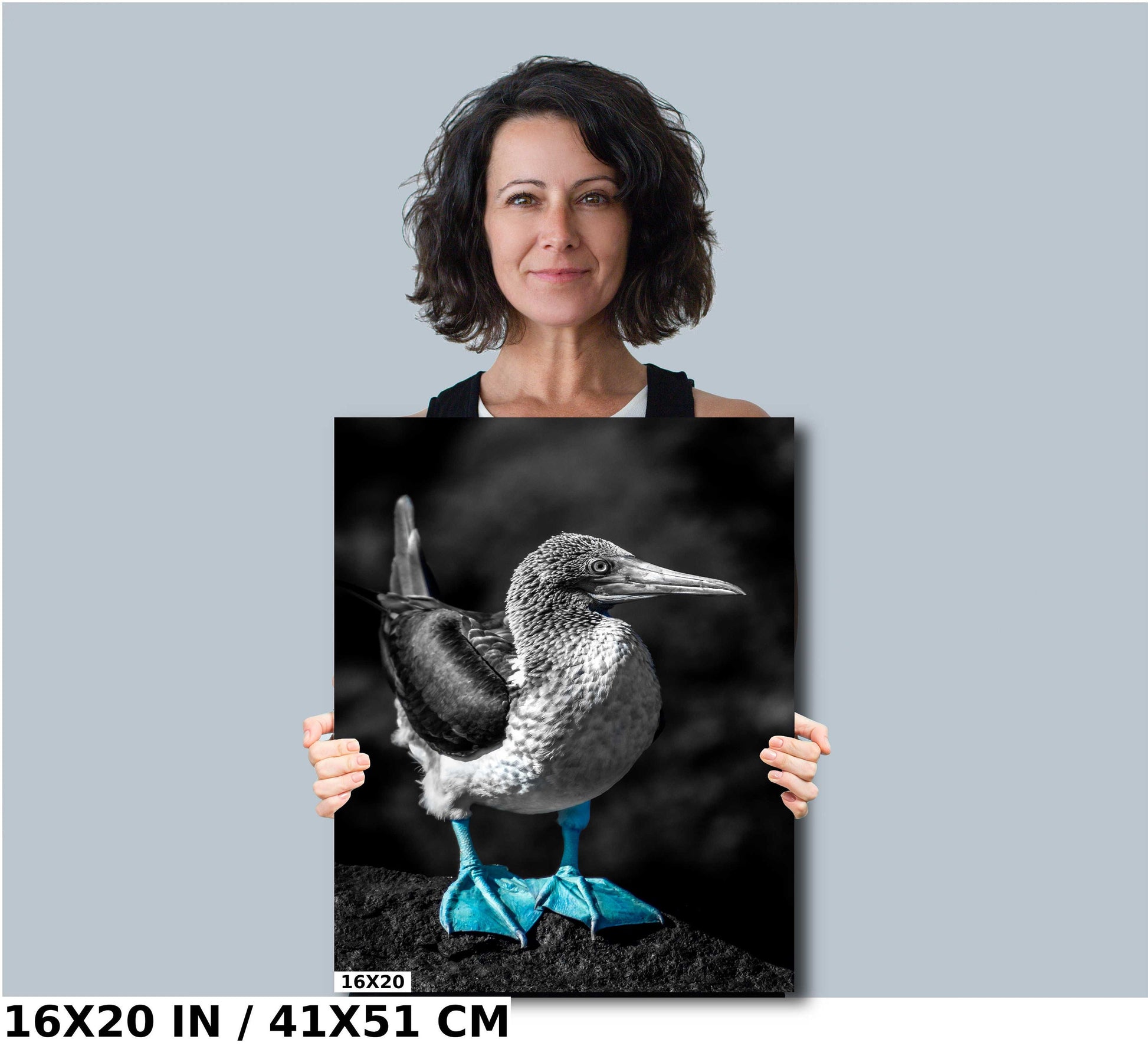 Blue Footed Booby Print, Galapagos Islands, Bird Photography, Canvas Print, Wall Art, Galapagos Photography, Nature photograph Vertical