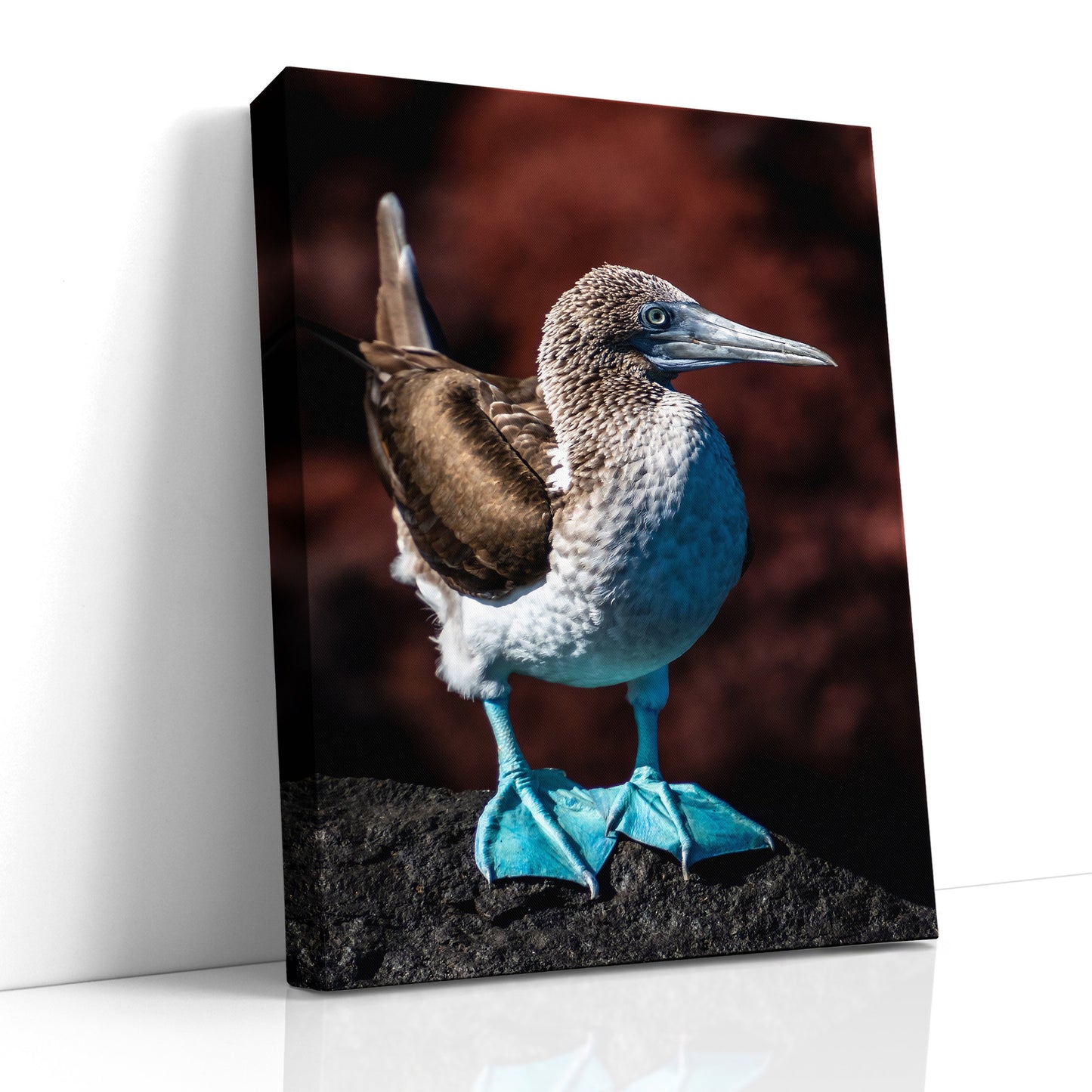 Blue Footed Booby Photo, Galapagos Islands, Nature Photography, Wildlife Art, Bird Photo, Rare Birds, Unique Bird Print