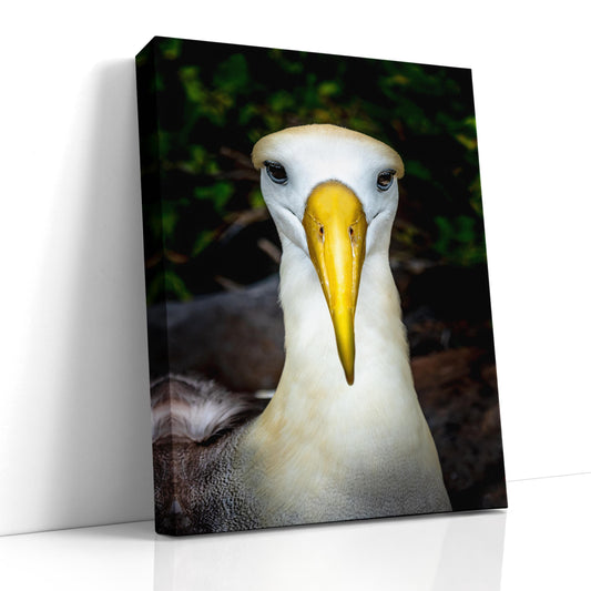 Galapagos Albatross Portrait, Waved Albatross Photo, Close-up Bird Photography, Exotic Bird Art, Island Wildlife Print, Nature Portrait, Tropical Bird Art, Galapagos Photography