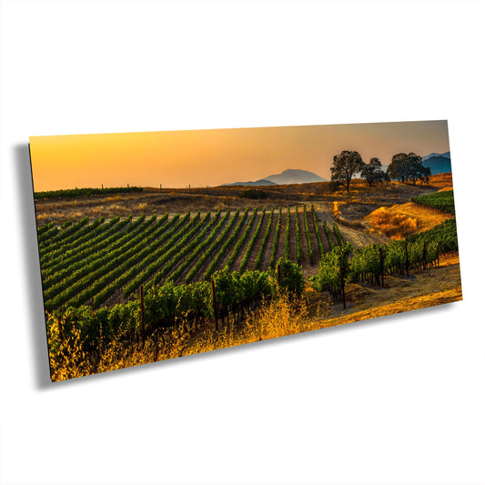 Vineyard Sunset Canvas Print, Landscape Image, Canvas Wall Art, California Vineyard, William Hill Winery, Gift, Travel Photography