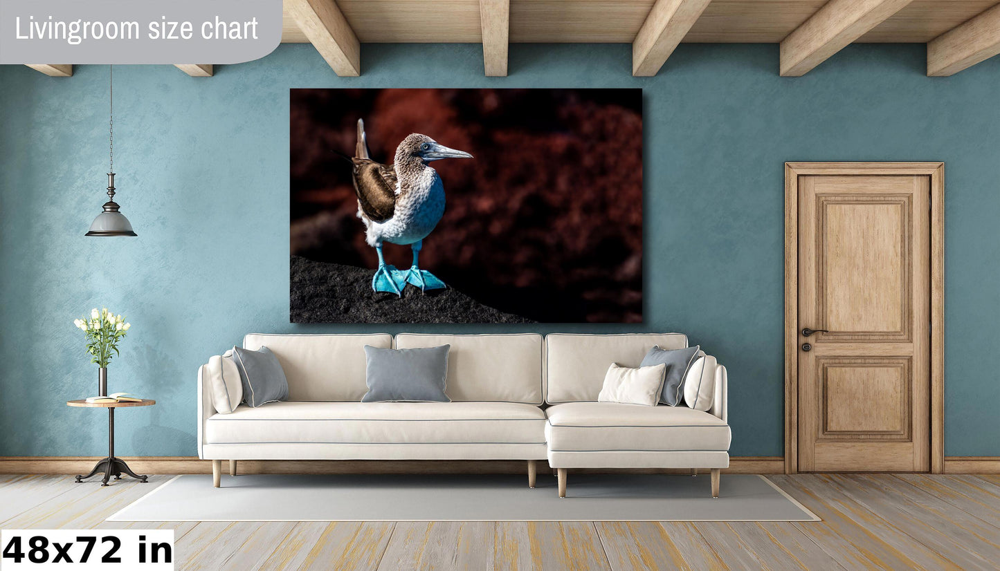 Blue Footed Booby Canvas Print, Galapagos Islands, Bird Photography, Canvas Print, Canvas Wall Art, Galapagos Photography, Nature Photograph