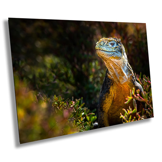 Lizard Canvas Print, Lan Iguana, Galapagos Islands, Iguana Photography, Canvas Print, Canvas Wall Art, Galapagos Photography, travel, nature