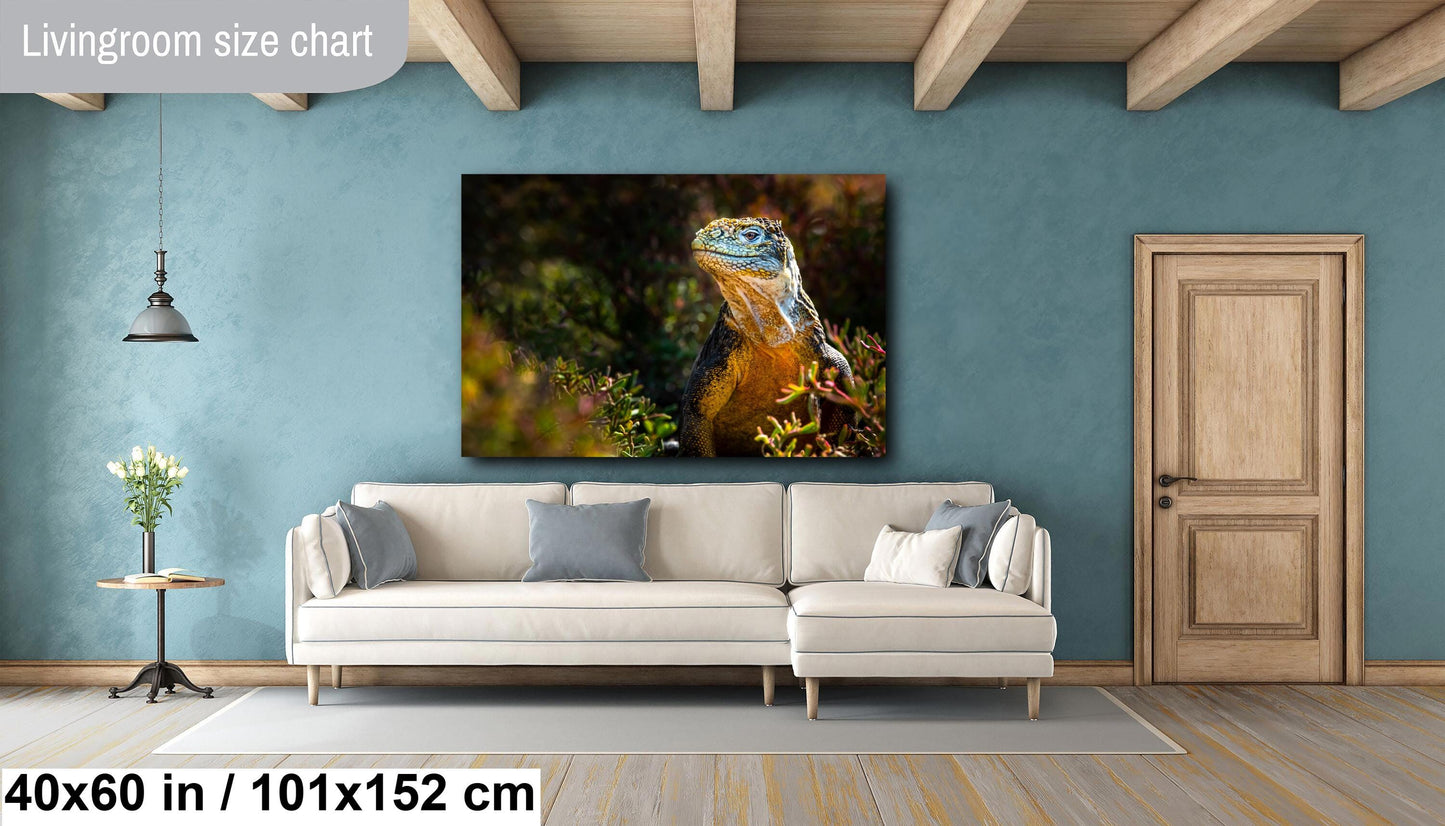 Lizard Canvas Print, Lan Iguana, Galapagos Islands, Iguana Photography, Canvas Print, Canvas Wall Art, Galapagos Photography, travel, nature