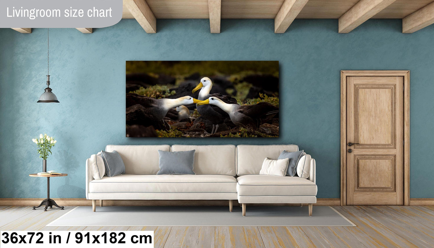 Galapagos Albatross Canvas Print, Galapagos Islands, Bird Photography, Canvas Print, Canvas Wall Art, Galapagos Photography