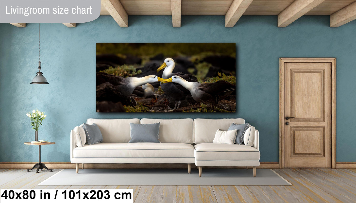 Galapagos Albatross Canvas Print, Galapagos Islands, Bird Photography, Canvas Print, Canvas Wall Art, Galapagos Photography