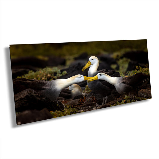 Galapagos Albatross Canvas Print, Galapagos Islands, Bird Photography, Canvas Print, Canvas Wall Art, Galapagos Photography