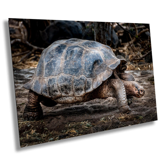 Galapagos Tortoise Canvas Print, Galapagos Islands, Giant Tortoise Photography, Canvas Print, Canvas Wall Art, Galapagos Photography