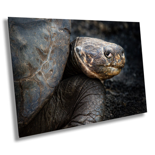 Galapagos Tortoise Canvas Print, Galapagos Islands, Giant Tortoise Photography, Canvas Print, Canvas Wall Art, Galapagos Photography