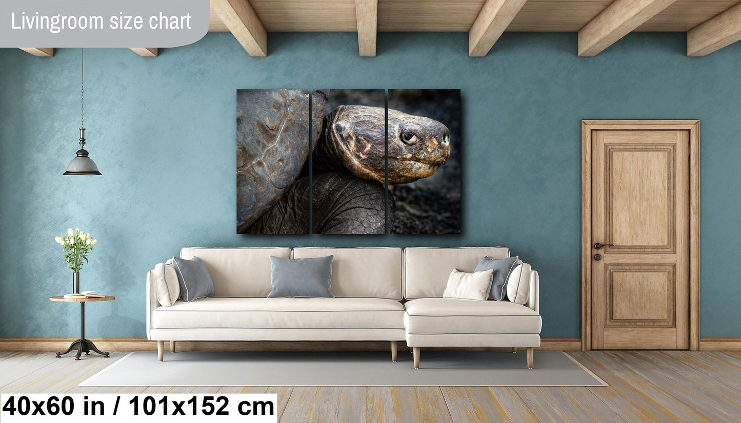 Galapagos Tortoise Canvas Print, Galapagos Islands, Giant Tortoise Photography, Canvas Print, Canvas Wall Art, Galapagos Photography