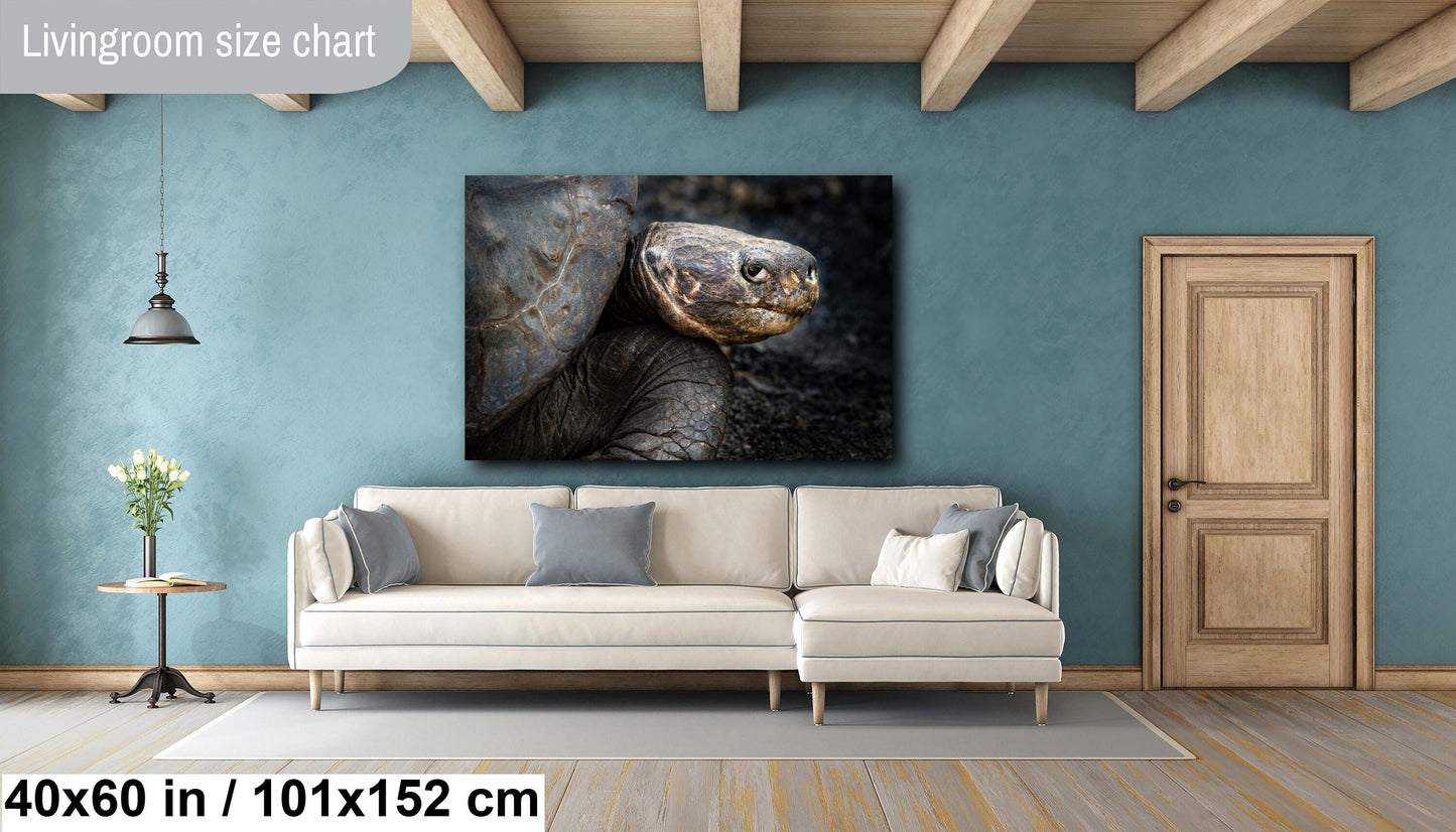 Galapagos Tortoise Canvas Print, Galapagos Islands, Giant Tortoise Photography, Canvas Print, Canvas Wall Art, Galapagos Photography