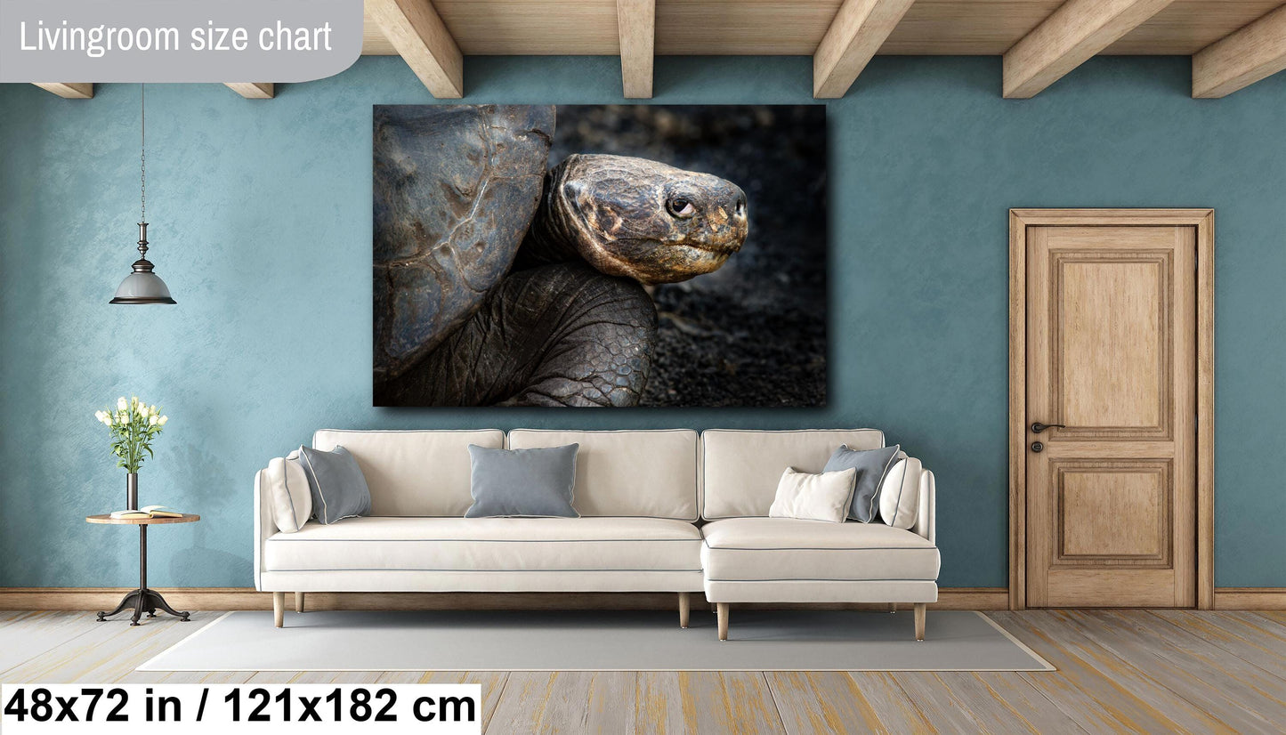 Galapagos Tortoise Canvas Print, Galapagos Islands, Giant Tortoise Photography, Canvas Print, Canvas Wall Art, Galapagos Photography