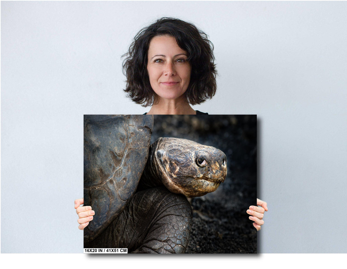 Galapagos Tortoise Canvas Print, Galapagos Islands, Giant Tortoise Photography, Canvas Print, Canvas Wall Art, Galapagos Photography