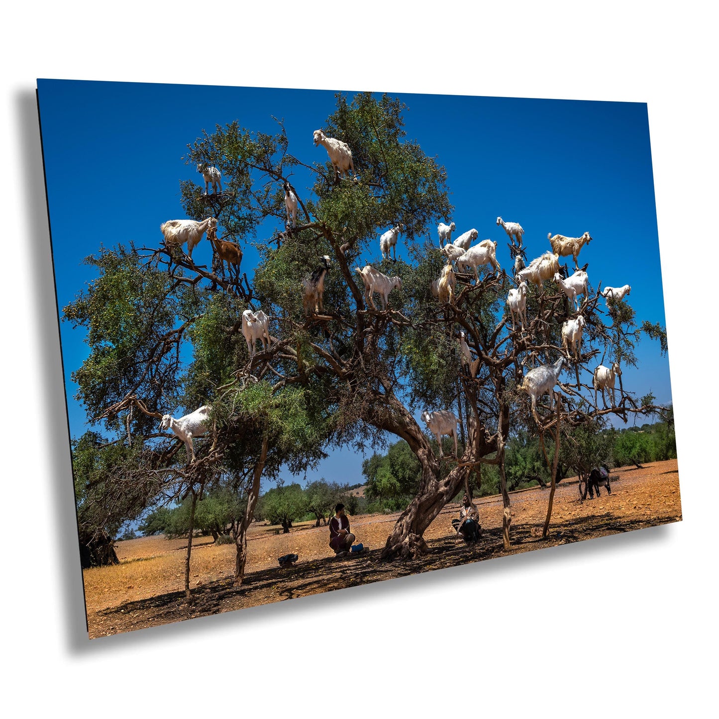 Goats in Trees Canvas Print, Unique Animal Photography, Morocco Photography, Photo Art, Canvas Wall Art, Morocco Landscape