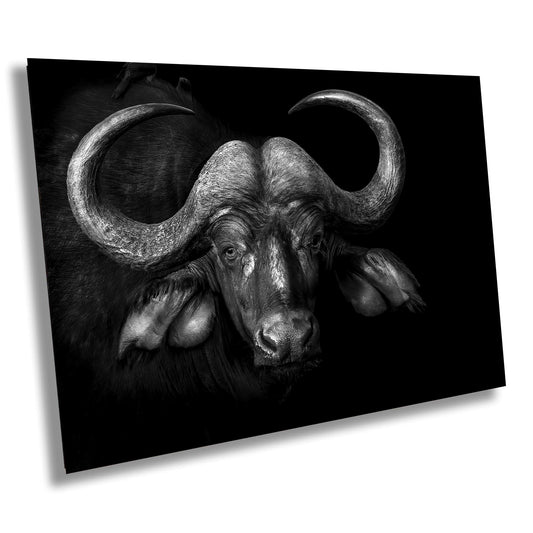 African Buffalo Canvas Print, Travel Print, Black and White, Safari Print, Wall Art, Big Five, Nature, Wild Animals, South Africa