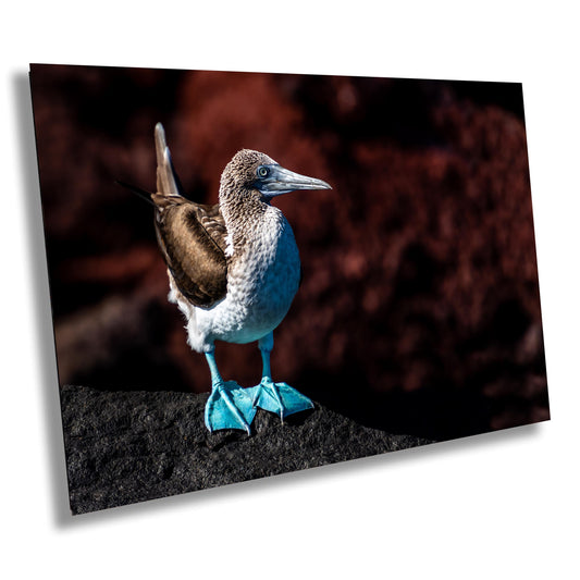 Blue Footed Booby Canvas Print, Galapagos Islands, Bird Photography, Canvas Print, Canvas Wall Art, Galapagos Photography, Nature Photograph