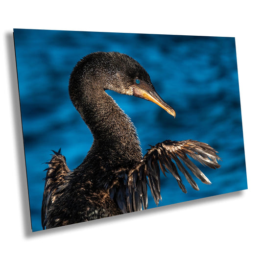 Galapagos Bird Canvas Print, Bird , Cormorant Photography, Canvas Print, Canvas Wall Art, Galapagos Photography