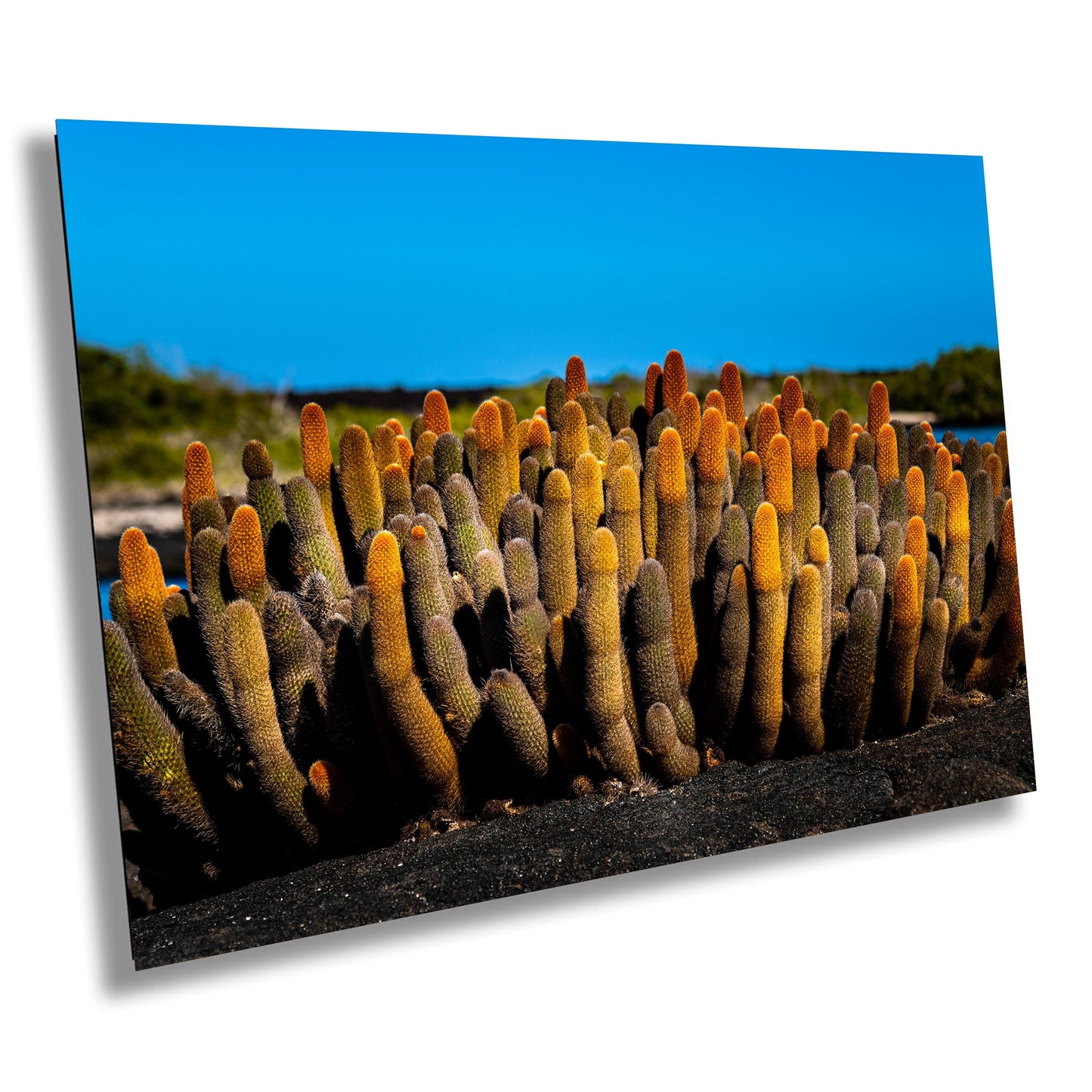 Galapagos Cacti Canvas Print, Galapagos Islands, Nature Photography, Canvas Print, Canvas Wall Art, Galapagos Photography