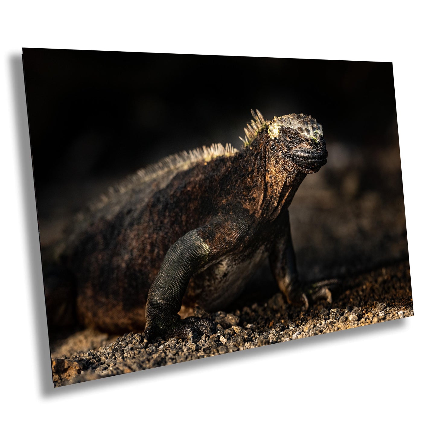 Galapagos Iguana Canvas Print, Galapagos Islands, Iguana Photography, Canvas Print, Canvas Wall Art, Galapagos Photography