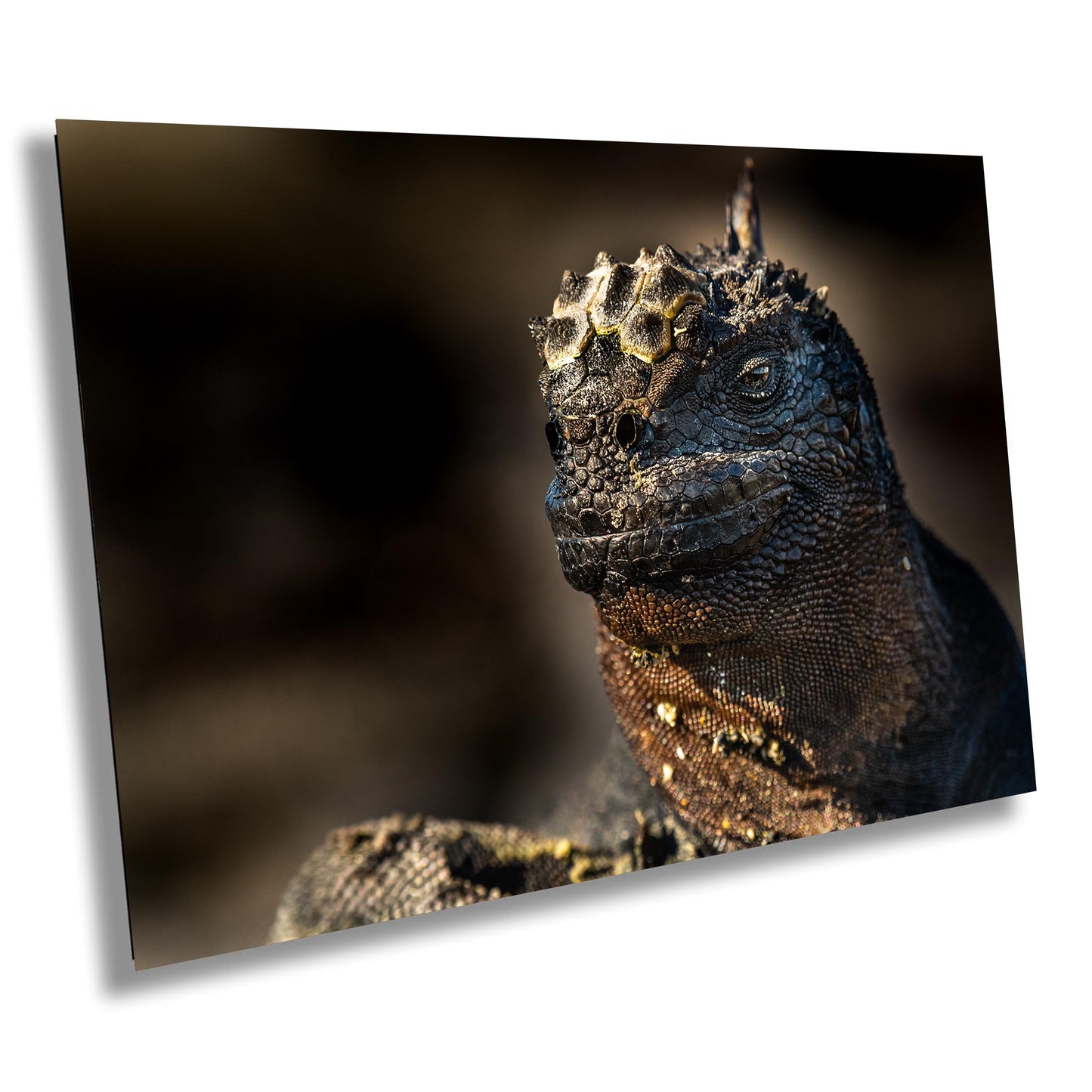 Marine Iguana Canvas Print, Galapagos Islands, Iguana Photography, Canvas Print, Canvas Wall Art, Galapagos Photography, Lizard, Creature