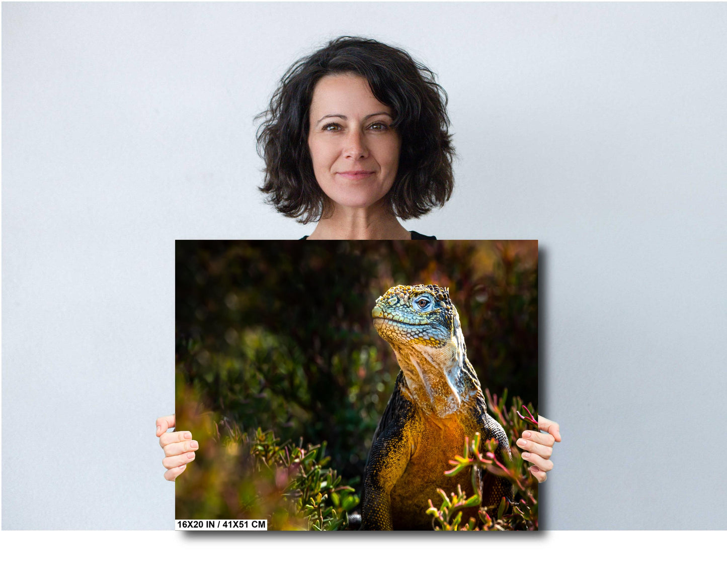 Lizard Canvas Print, Lan Iguana, Galapagos Islands, Iguana Photography, Canvas Print, Canvas Wall Art, Galapagos Photography, travel, nature