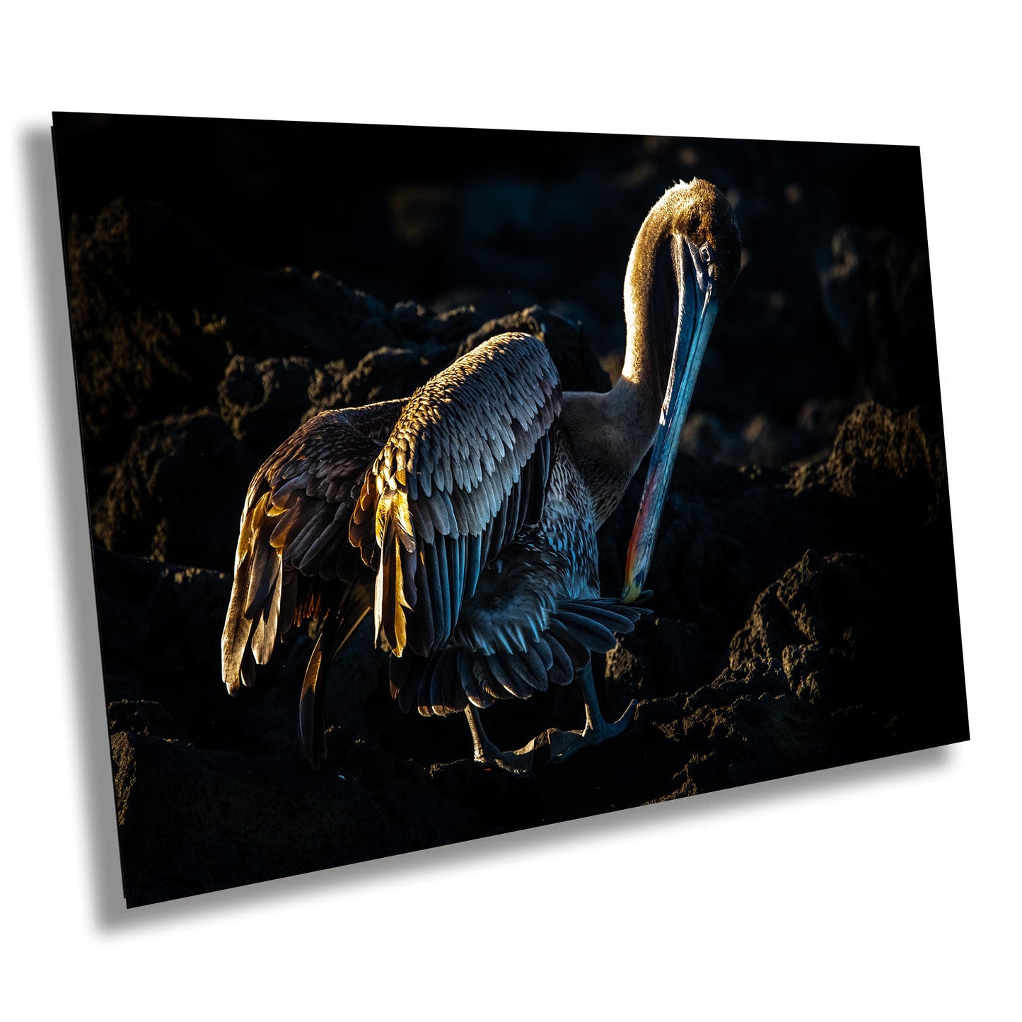 Galapagos Brown Pelican Canvas Print, Galapagos Islands, Bird Photography, Canvas Print, Canvas Wall Art, Galapagos Photo, Nature, Travel