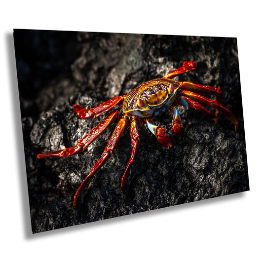 Galapagos Red Crab Canvas Print, Galapagos Islands, Crab Photography, Canvas Print, Canvas Wall Art, Galapagos Photography