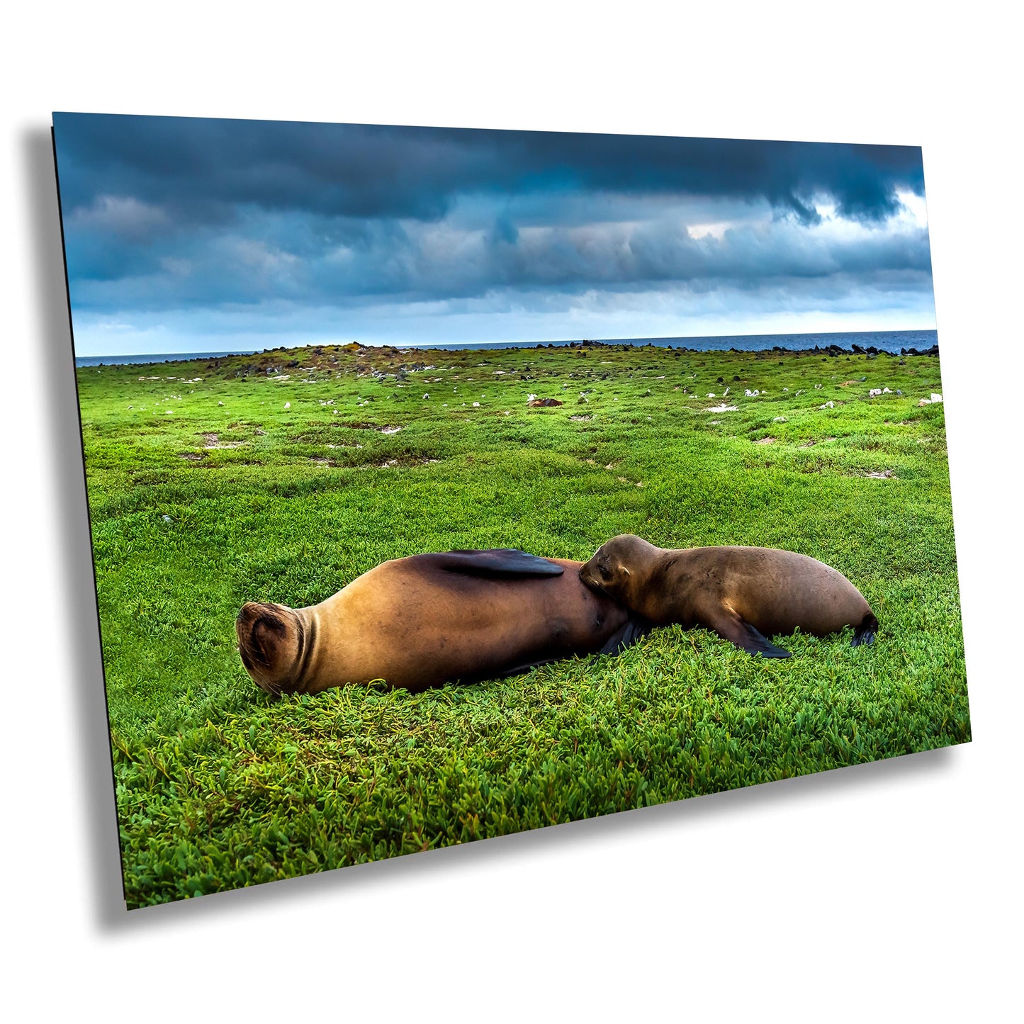 Galapagos Fur Seal Canvas Print, Galapagos Islands, Seal Photography, Canvas Print, Canvas Wall Art, Galapagos Photography