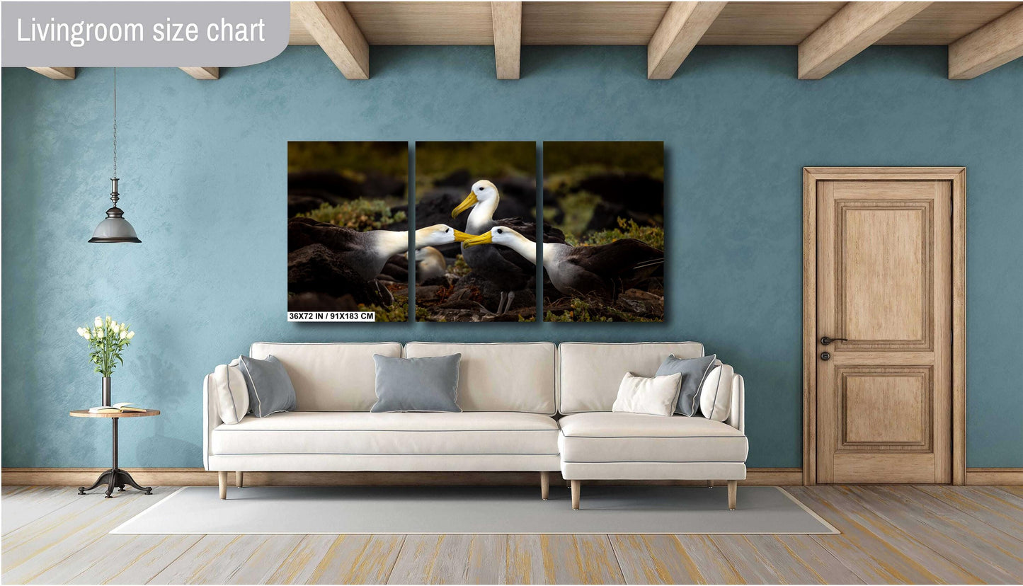 Galapagos Albatross Canvas Print, Galapagos Islands, Bird Photography, Canvas Print, Canvas Wall Art, Galapagos Photography