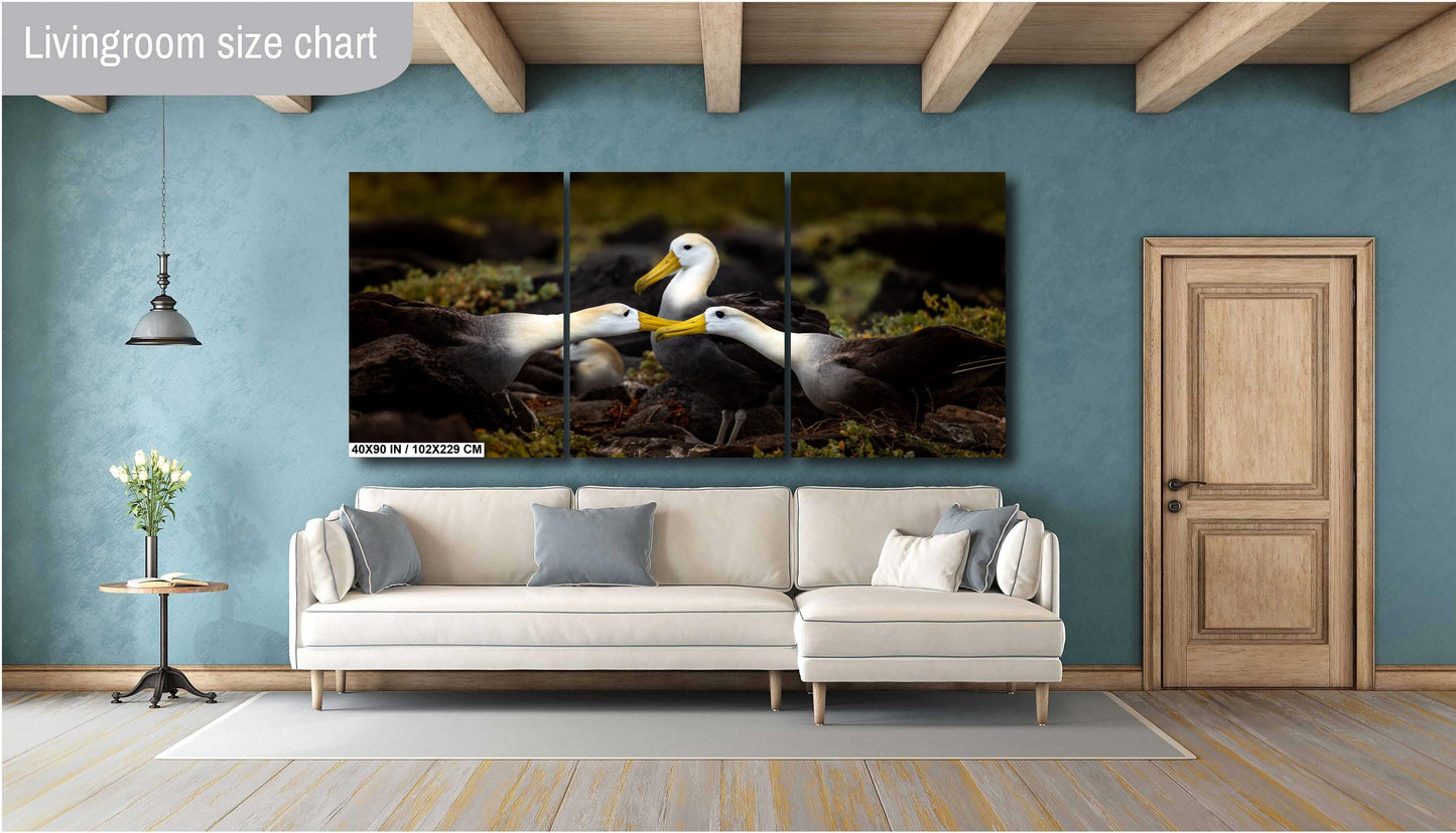 Galapagos Albatross Canvas Print, Galapagos Islands, Bird Photography, Canvas Print, Canvas Wall Art, Galapagos Photography